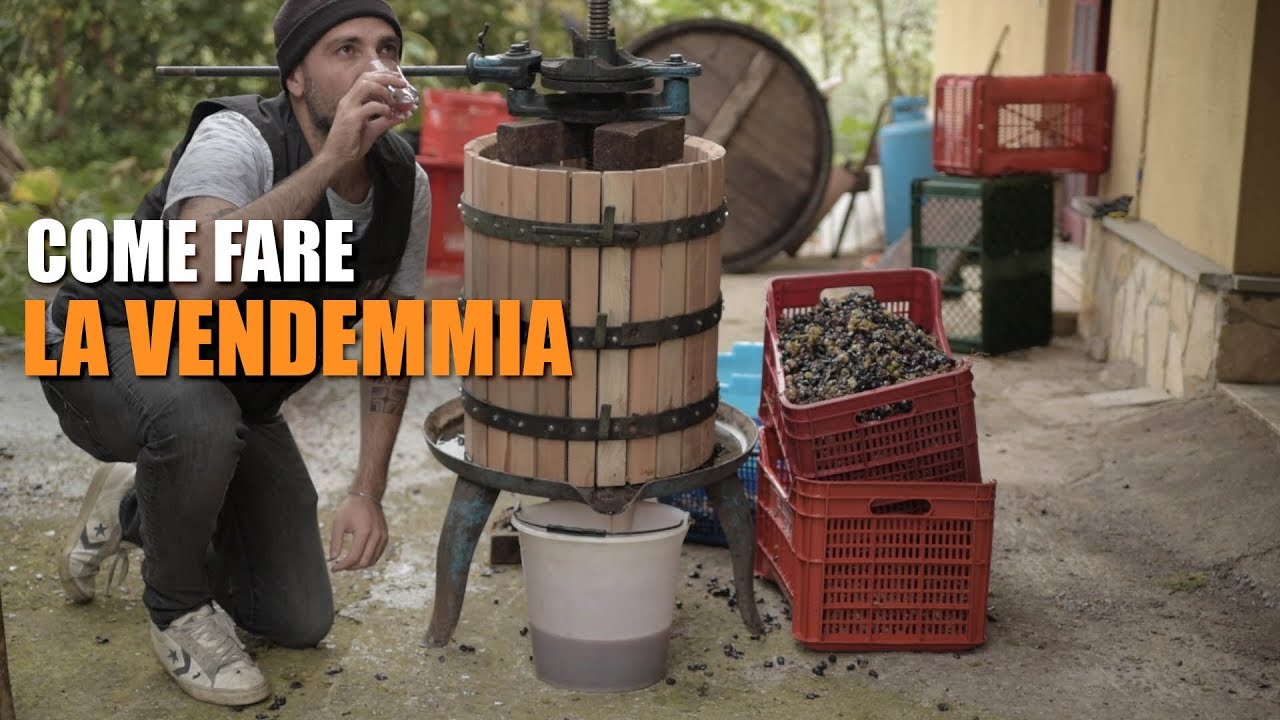 COME FARE la VENDEMMIA
