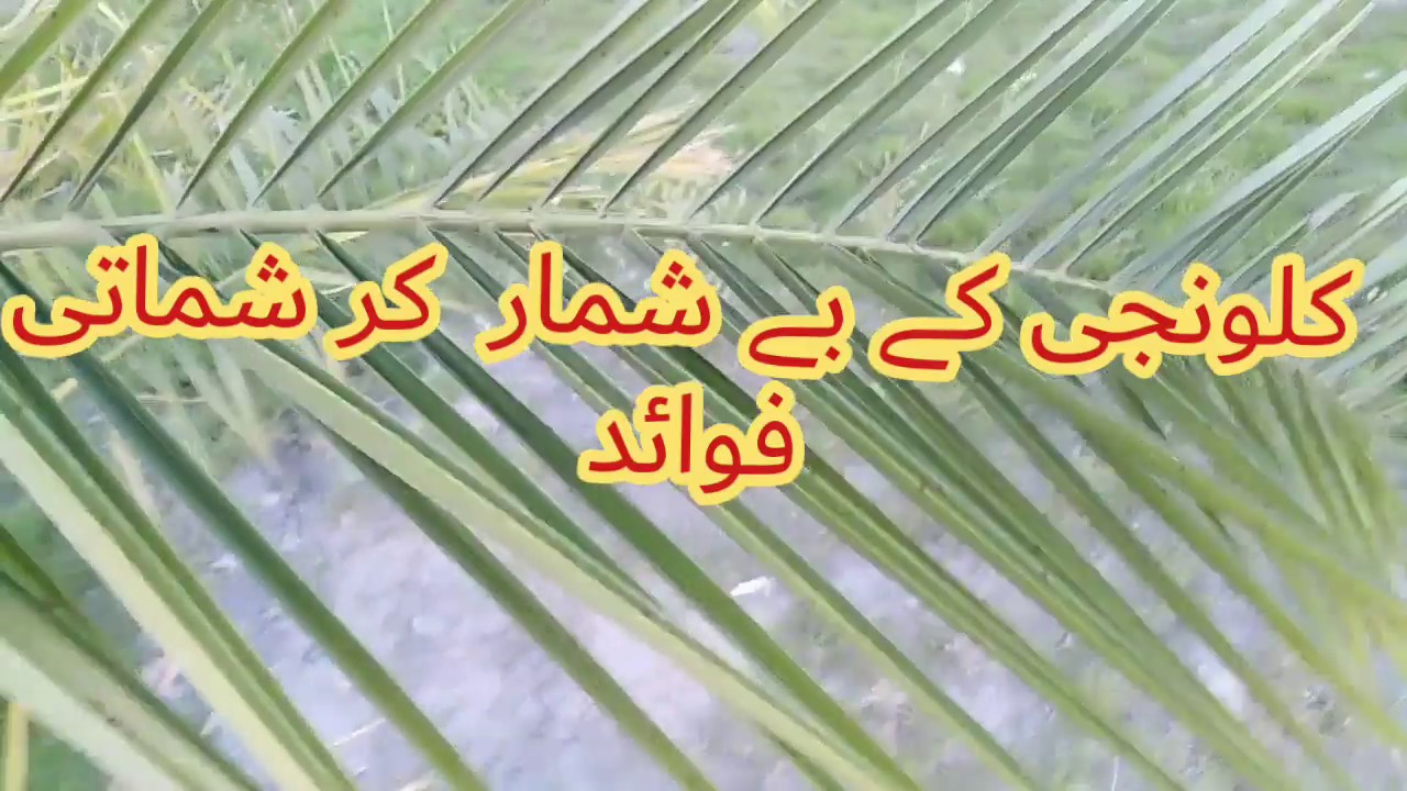 #HealthTv#KalvanjiBenifit#BlackSeeds#کلونجی کے بے شمار  کرشماتی فوائد#MotapaKaIllaj#موٹاپا کا علاج