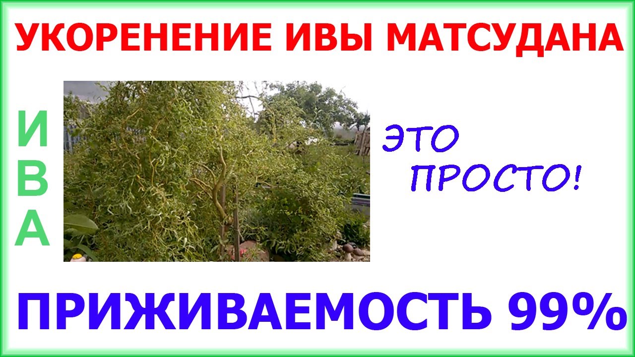 Будем размножать Иву Матсудана. Самый простой способ!