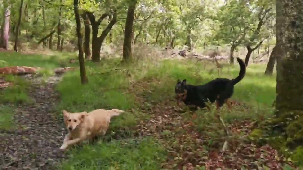 CHIENS QUI JOUENT ENSEMBLE   GOLDEN RETRIEVER ET BEAUCERON