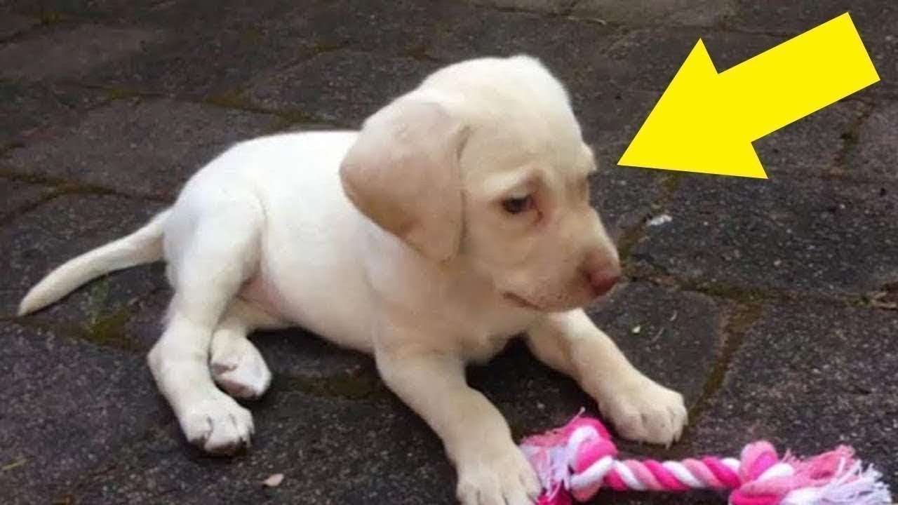 Einbrecher klauen den Hund der Familie und entdecken dabei ein Geheimnis