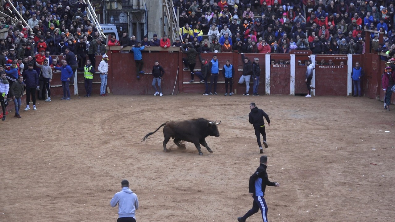 Ciudad Rodrigo 2026 Carnaval del Toro, Toro del aguardiente