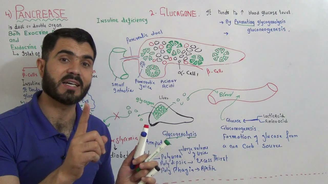 Pancrease| the dual organ its Hormones| Insulin and glucagon| deficiency and over secretion L-7