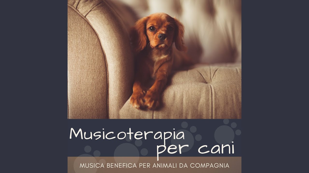 Vita da cane