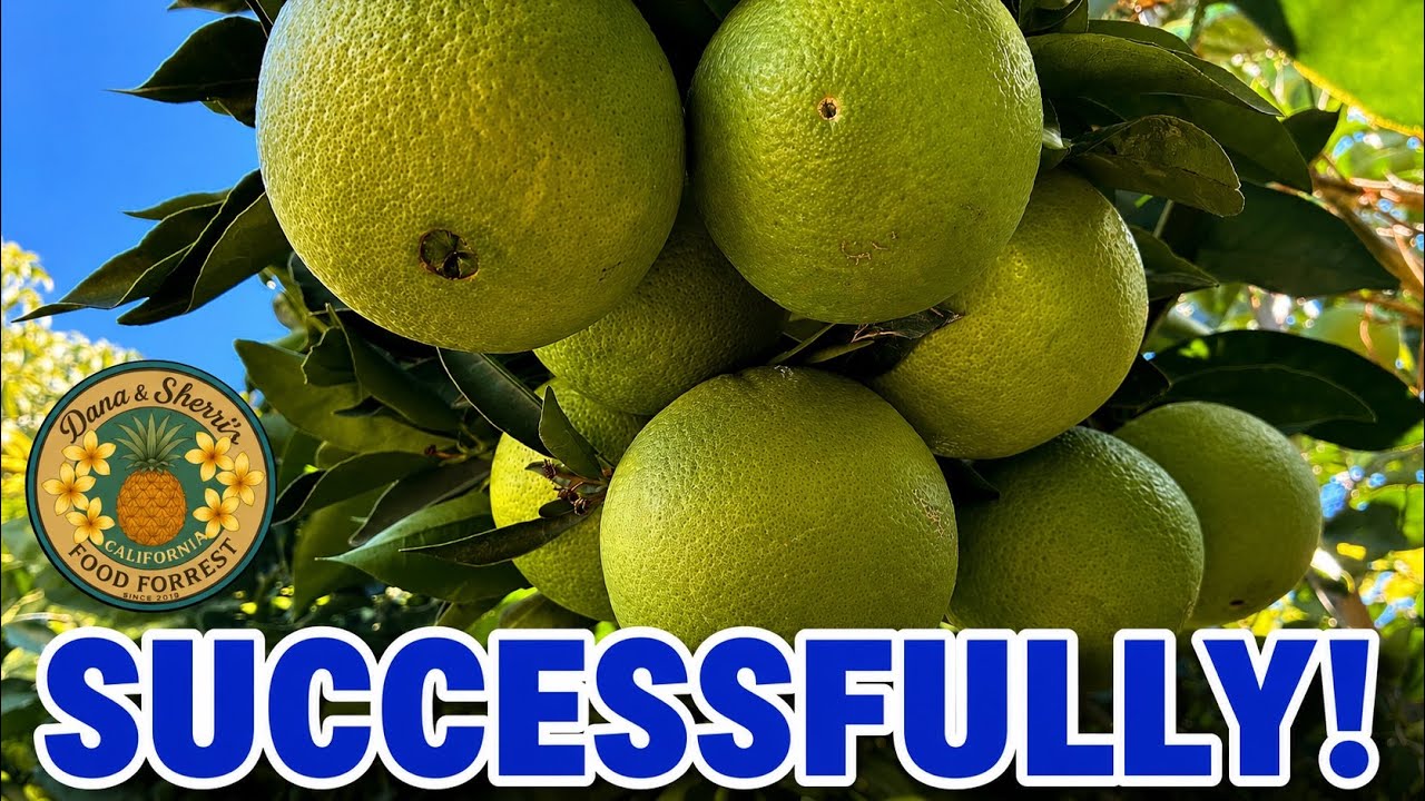 The best way to plant citrus trees