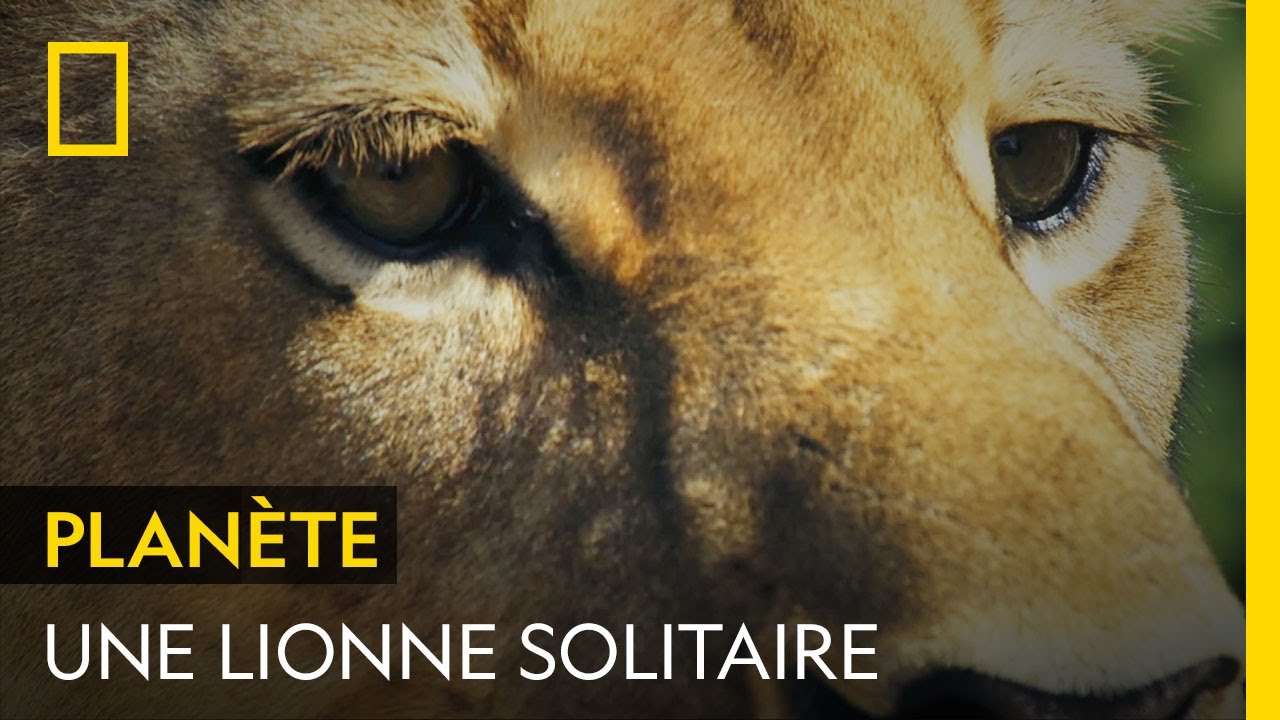 Après avoir mis bas, cette lionne se retrouve livrée à elle-même