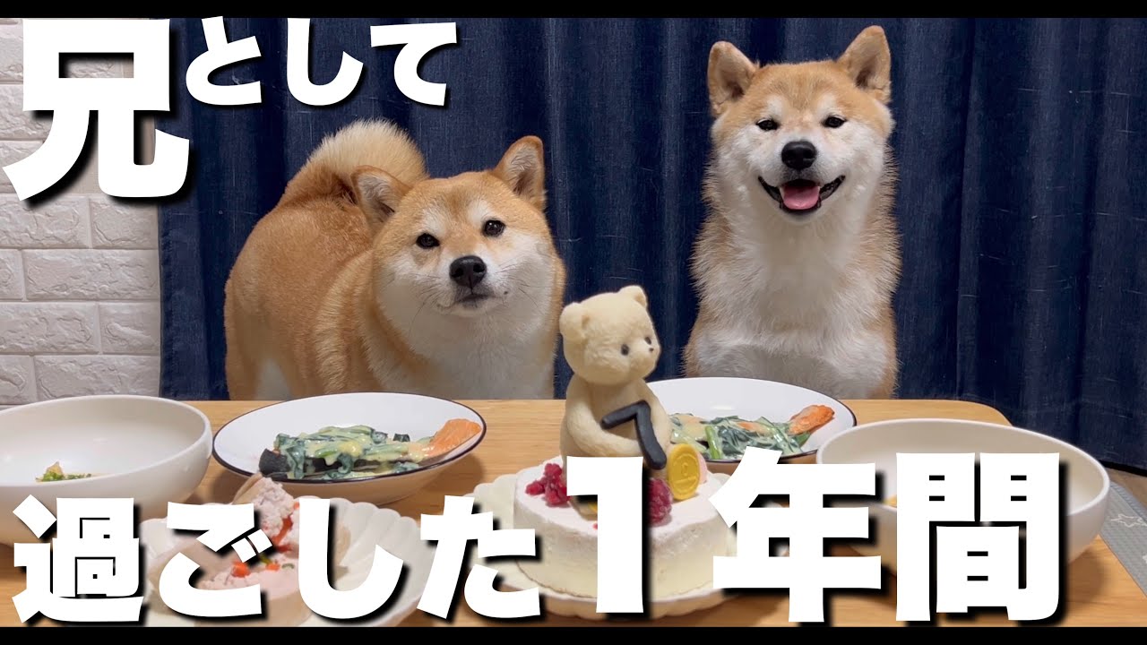 １歳児の兄として１年間経過した柴犬。波瀾万丈な育児と成長記録