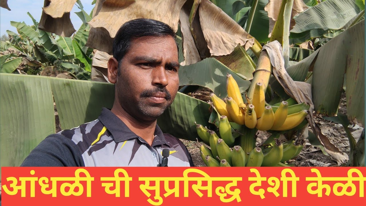 Banana in farm/देशी केळी #देशी केळीची बाग #माण देशी देशी केळी #avinashkharatvlogs 