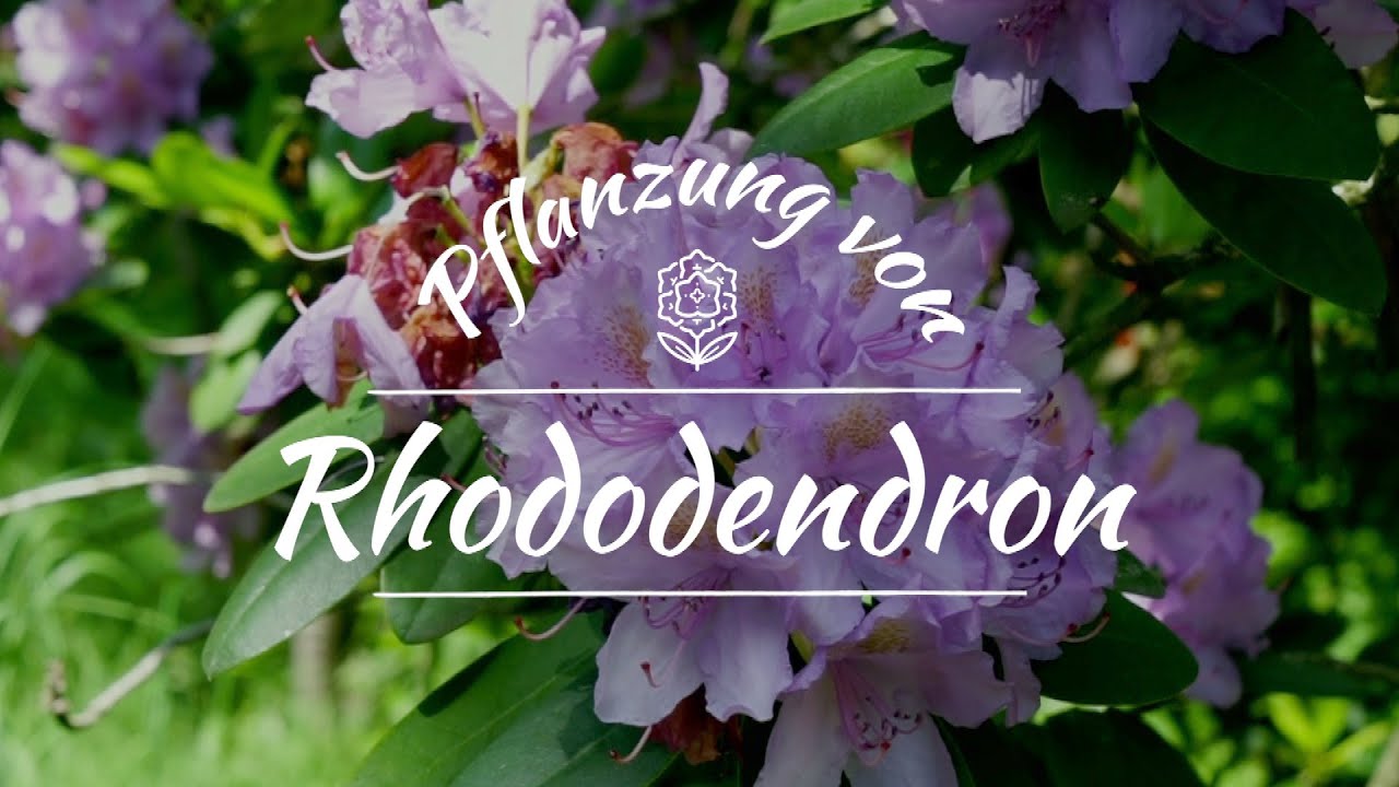 Pflanzung von Rhododendron