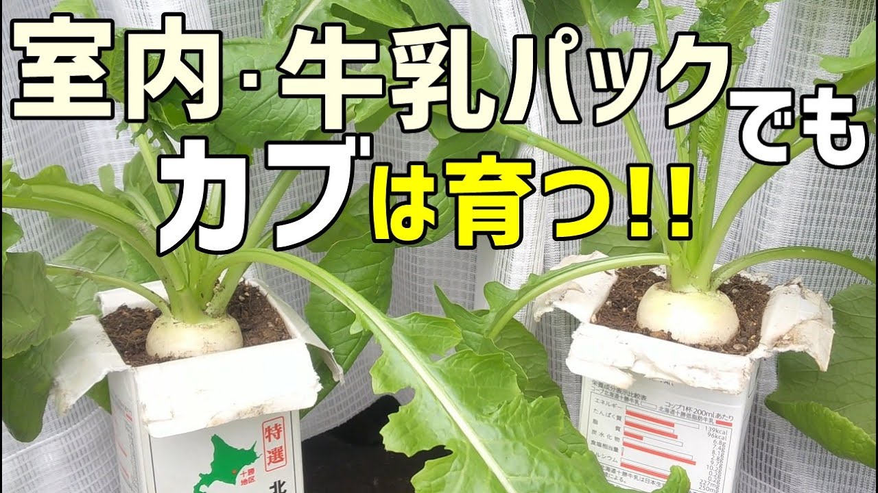 室内＆牛乳パックでカブの栽培できる　/  How to grow turnips with paper cartons .
