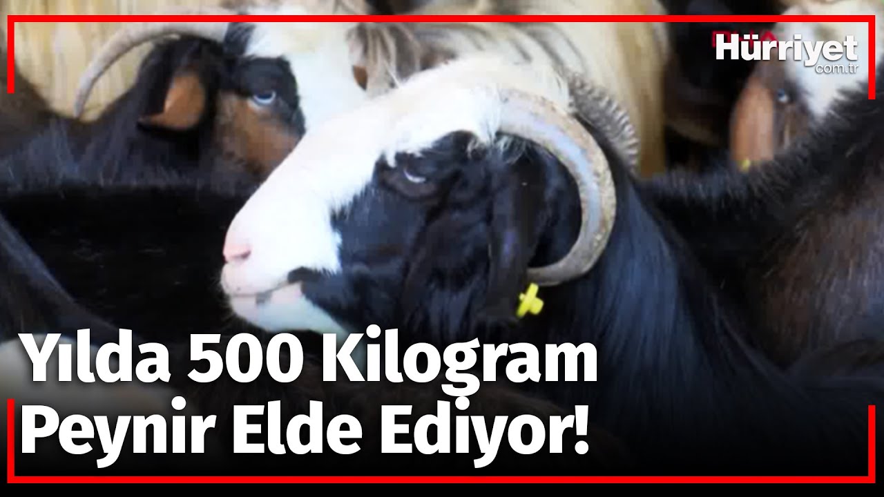 20 Keçi ile Başladı! Siparişlere Yetişemiyor