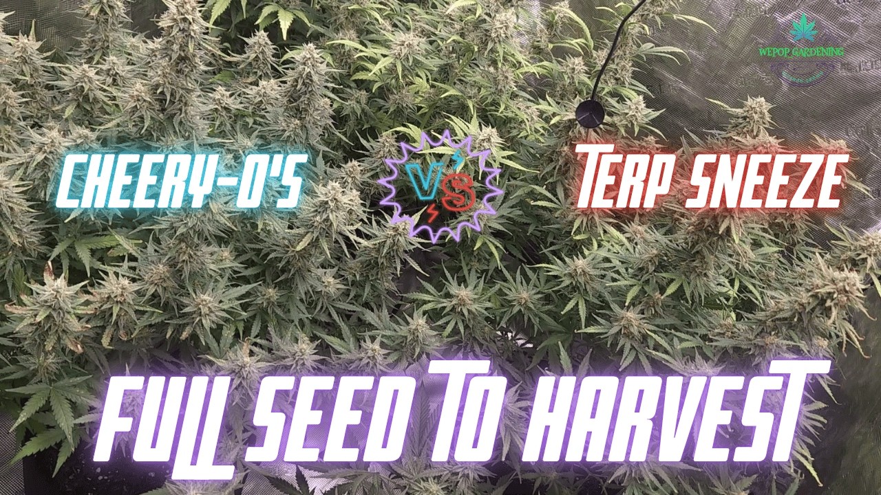 💥 Speed Run Genetics GROW-OFF! Cheery-O’s vs. Terp Sneeze | Full Seed to Harvest!