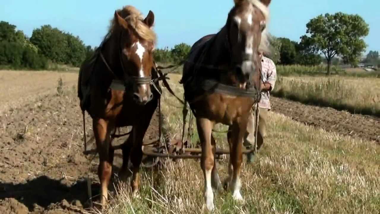 Orka  konna - Horse ploughing