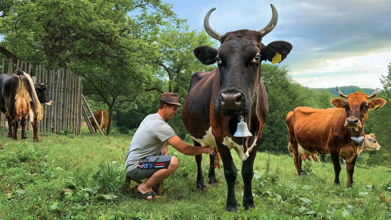 The Life of a Village Cheesemaker: Crafting Traditional Cheese by Hand