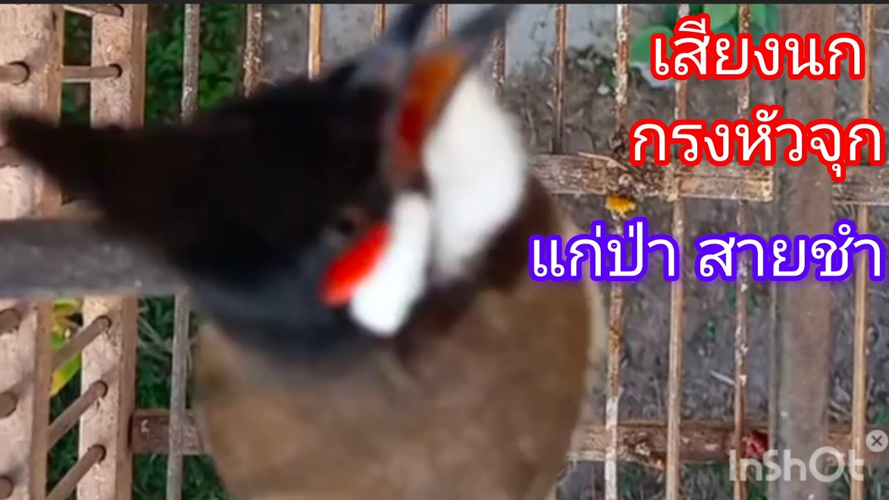 เสียงนกกรงหัวจุก แก่ป่า สายชำ @ไผ่บงหลงเสียง-ณ7ณ2ฦ  
