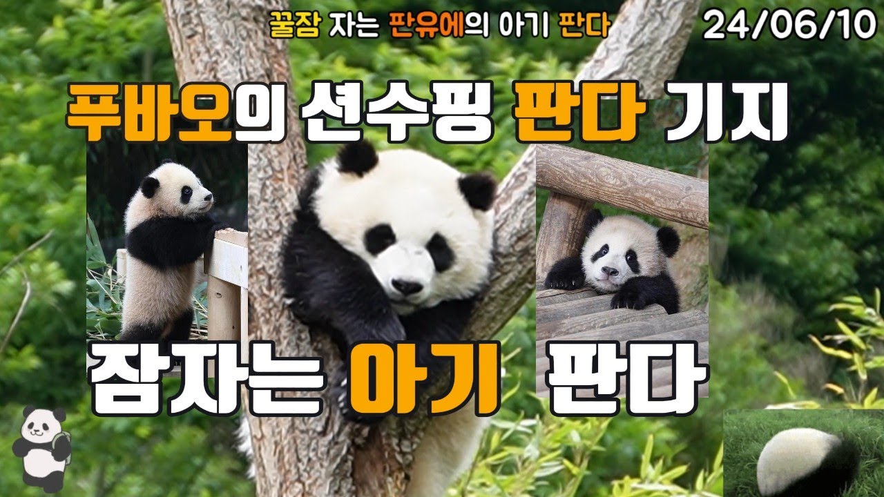 푸바오가 지내고 있는 션수핑 판다 기지의 꿀잠 자는 판유에 아기 판다