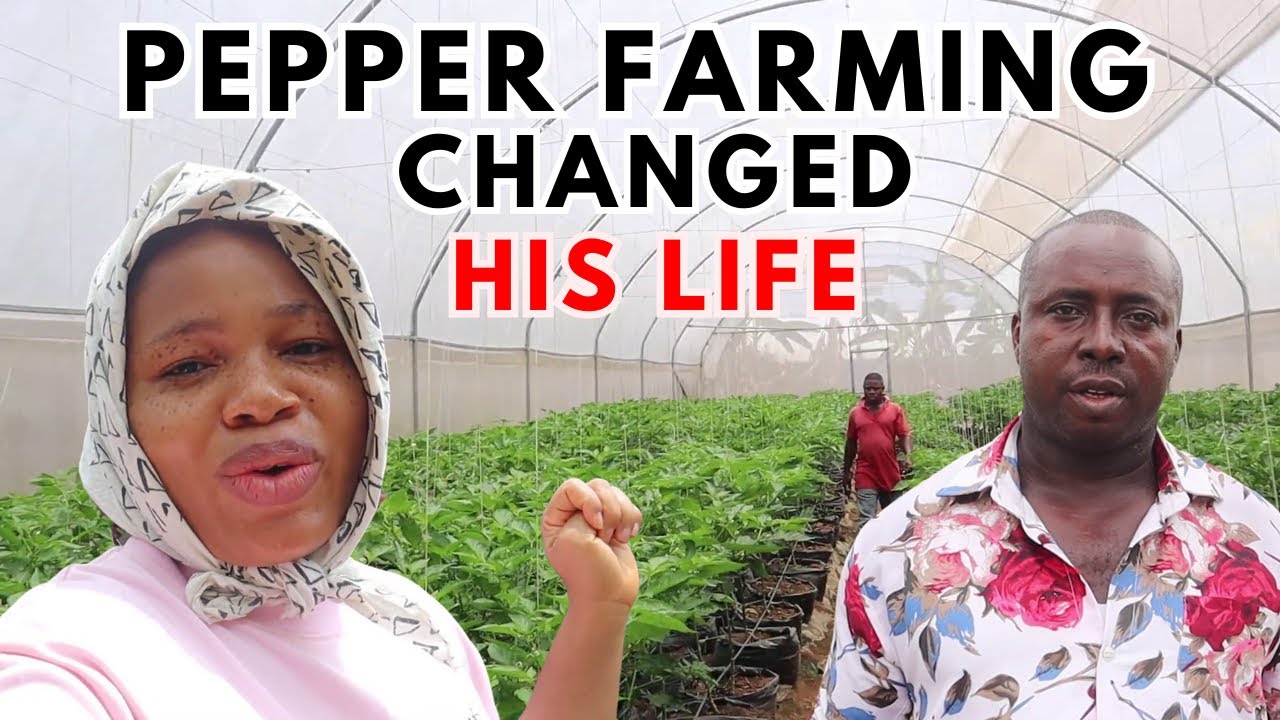 How This Farmer is Changing Pepper Farming in Nigeria 🇳🇬