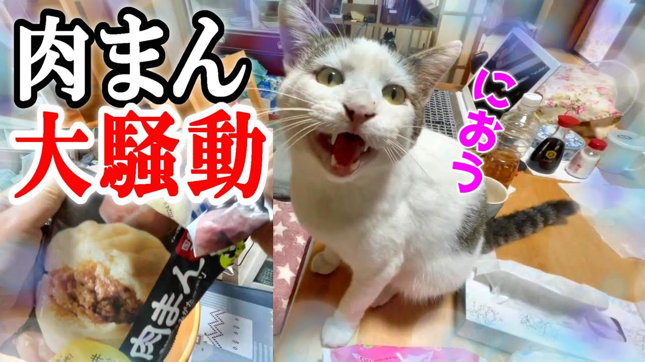 【実家の外猫が家猫に】冷凍肉まん大騒動：肉まんの香りに誘われたシロのおもしろ動画【オリジナル曲】#cat#猫#家猫#猫動画#肉まん #冷凍肉まん #おもしろ動画