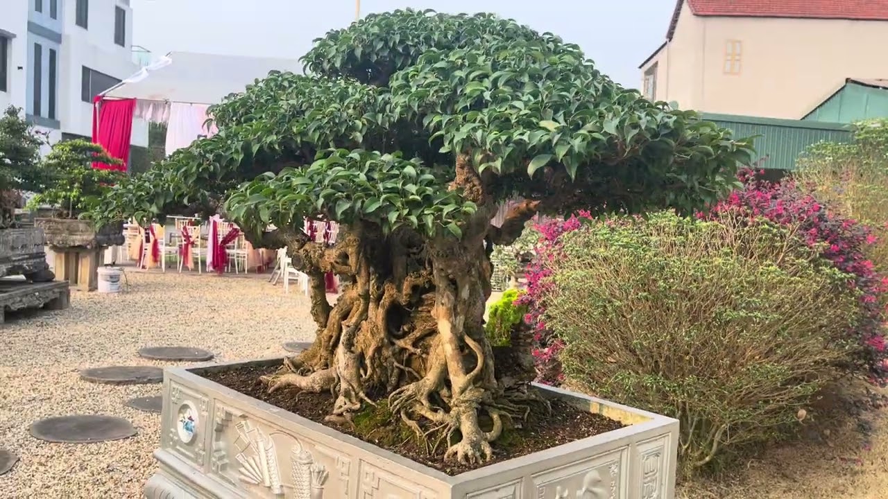 Tin hót! Ngũ Long hoá thạch trị giá rất cao tại nhà vườn Tình Xuân