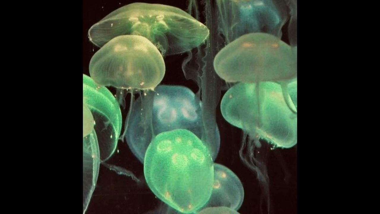 (FREE) La F&egrave;ve x Detroit Type Beat - 