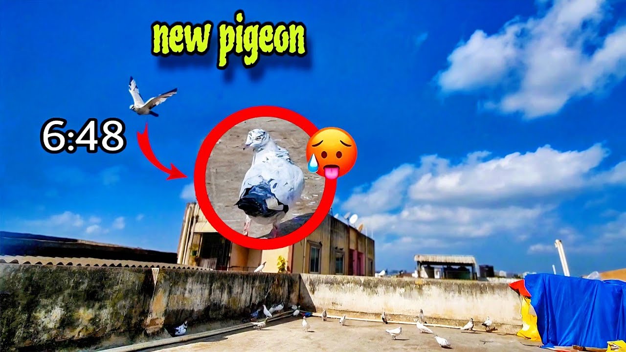 Suboo se Ud Raha Tha 🥵 #shortvideo #citywings#pets #youtubeshorts