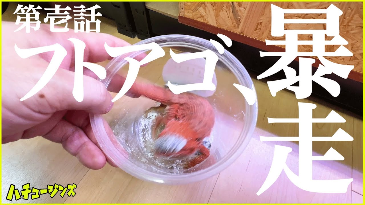 うちのフトアゴが新年早々やらかしました…【大暴走爬虫類】