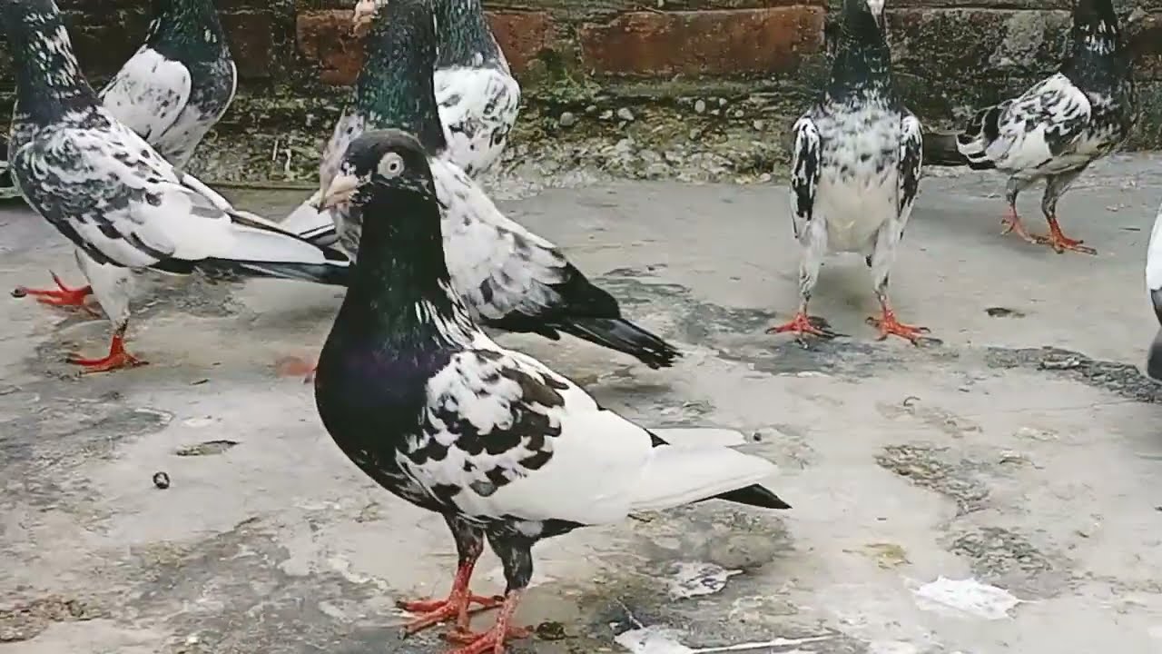 original Saharanpuri Kalsira shock liye han sirf 6395717064