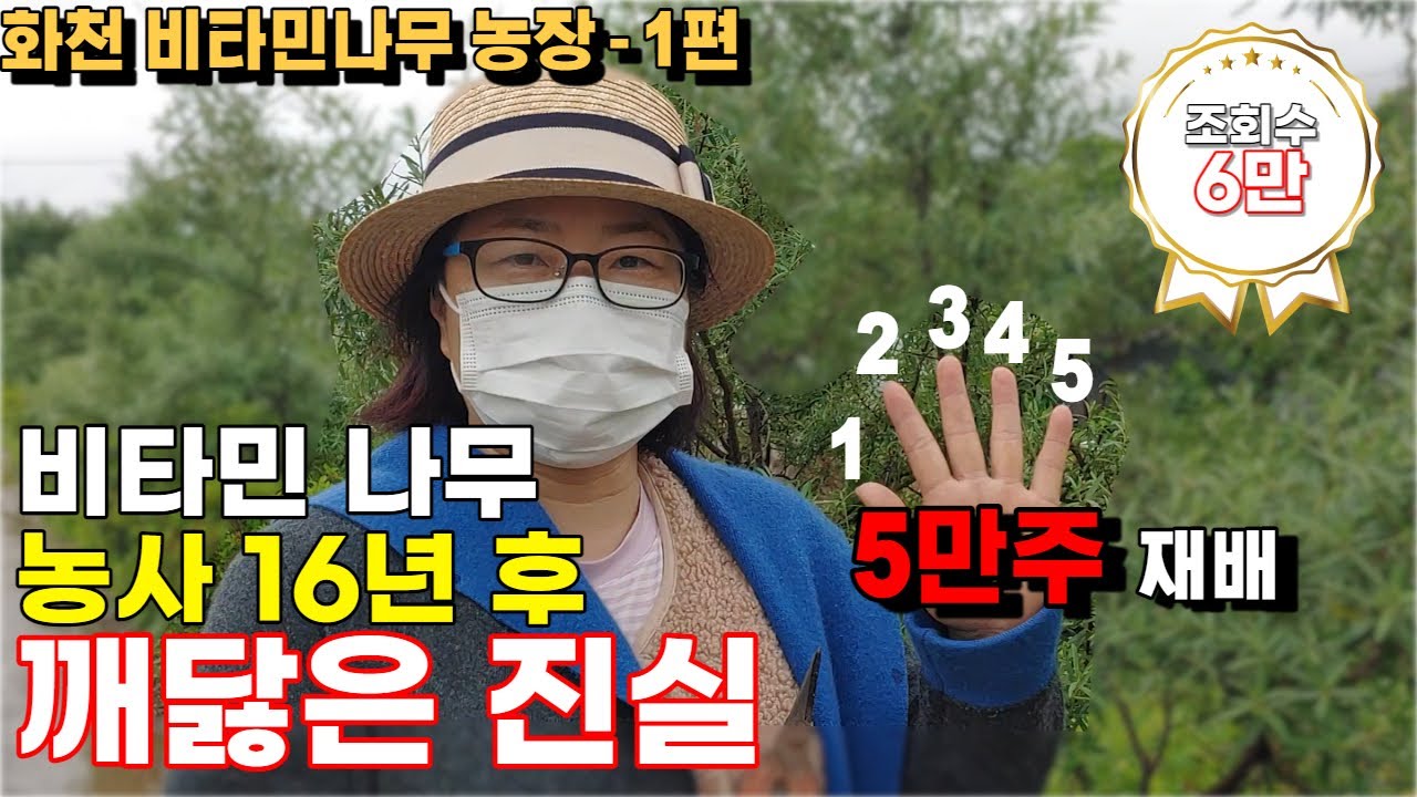 2006년 비타민나무 5만주 수입, 재배기간 16년 귀농 작물 선택전 꼭! 시청하세요.
