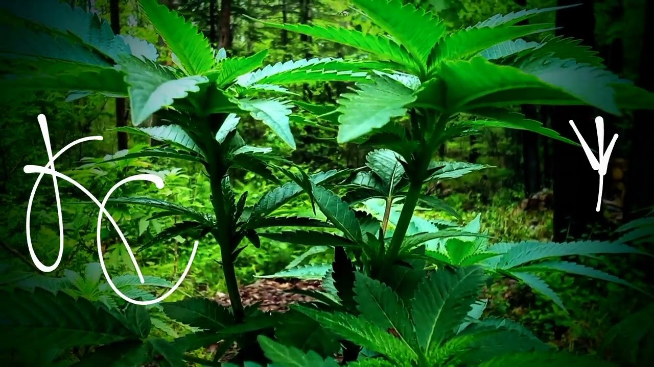 HOLY KUSHCRAFT BATMAN