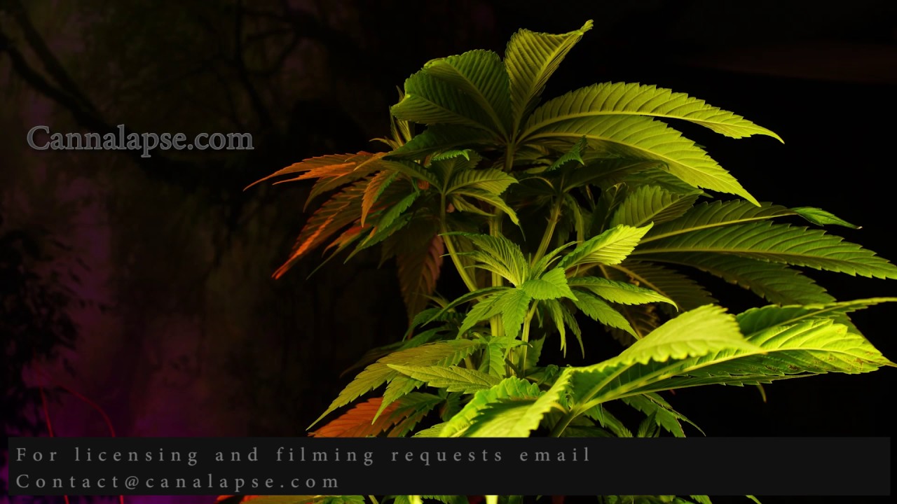 Cannabis uploads JillyBean 10