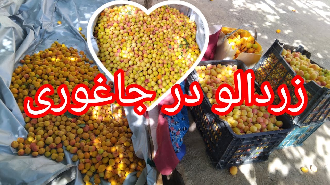 زردالو بهترین میوه جاغوری 