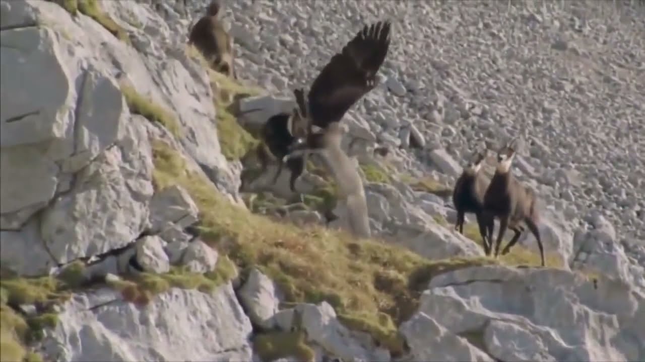 Golden eagle attack  The hard fall of the chamois off the cliff