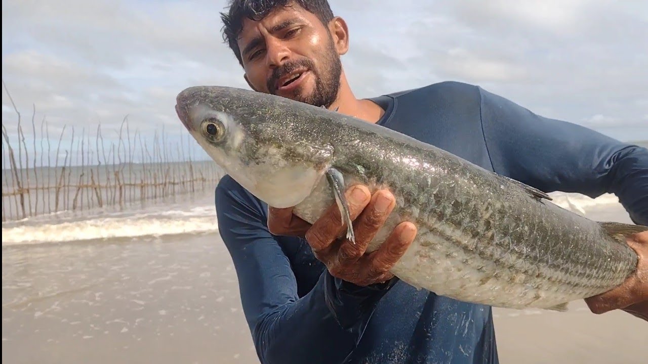 TAINHA CURIMÃ A GIGANTE DOS MARES