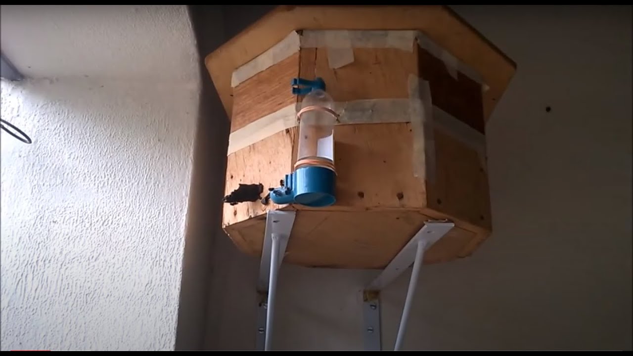 Abelha MANDAGUAR&Iacute; (Scaptotrigona postica) Xarope de refor&ccedil;o 'Alimentador externo'