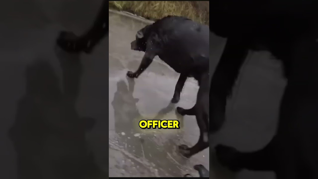 Hero Saves Dog! 