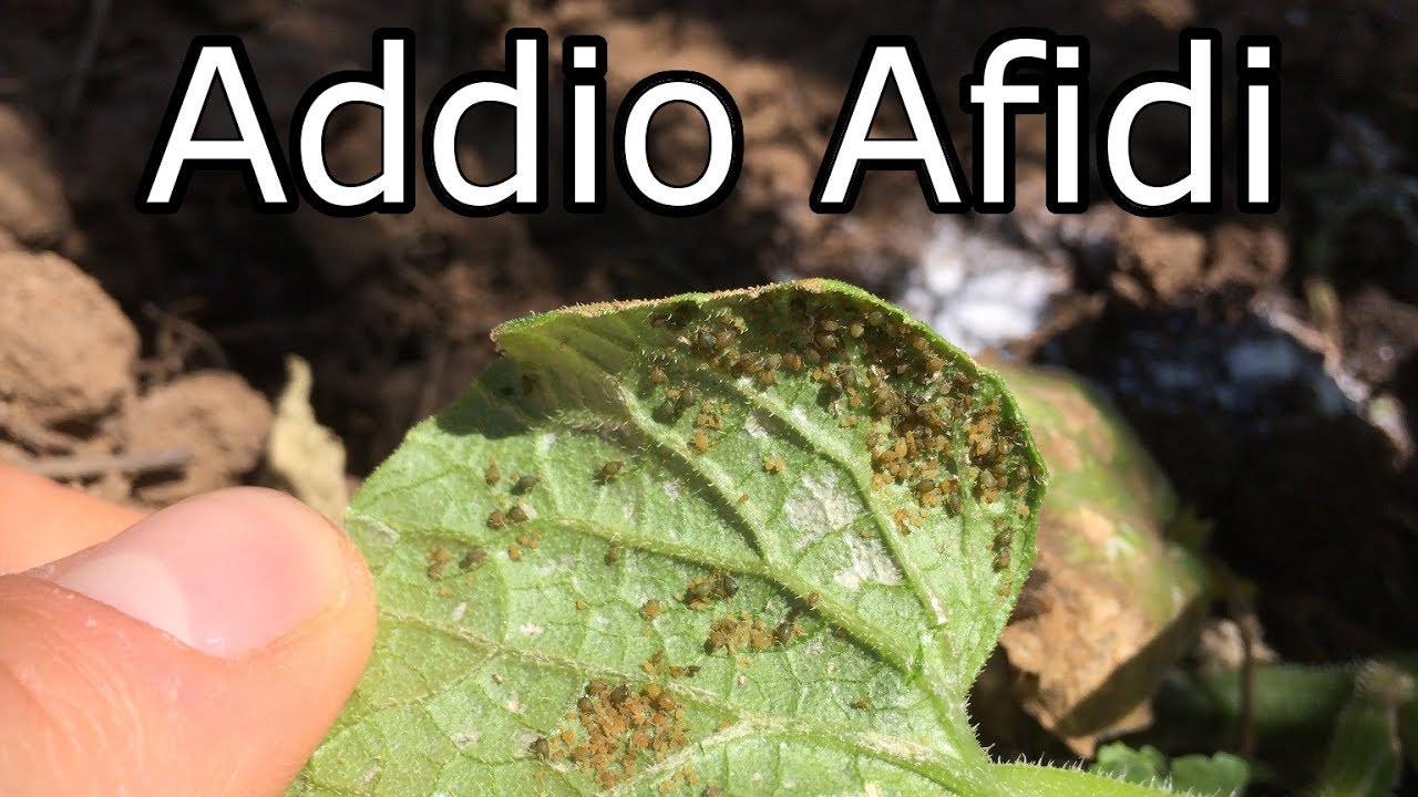 Addio Afidi,  Rimedio Fatto in Casa
