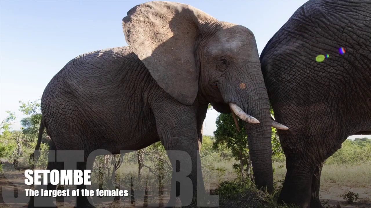 Meet Setombe, the largest of the Herd Females