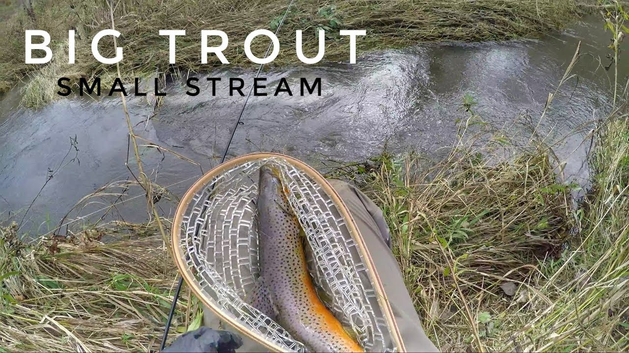 Big Brown Trout in the Fall - Driftless Trout Fishing