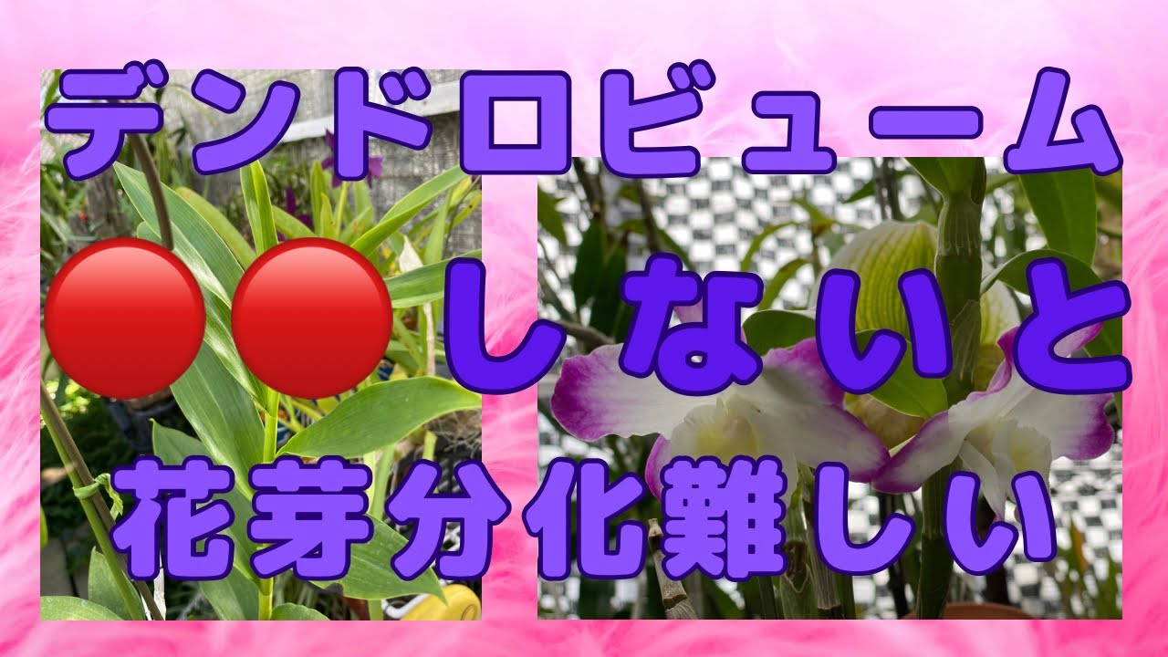 Дифференциация бутонов дендробиума: советы по стимуляции цветения — Ranran Gardening Net