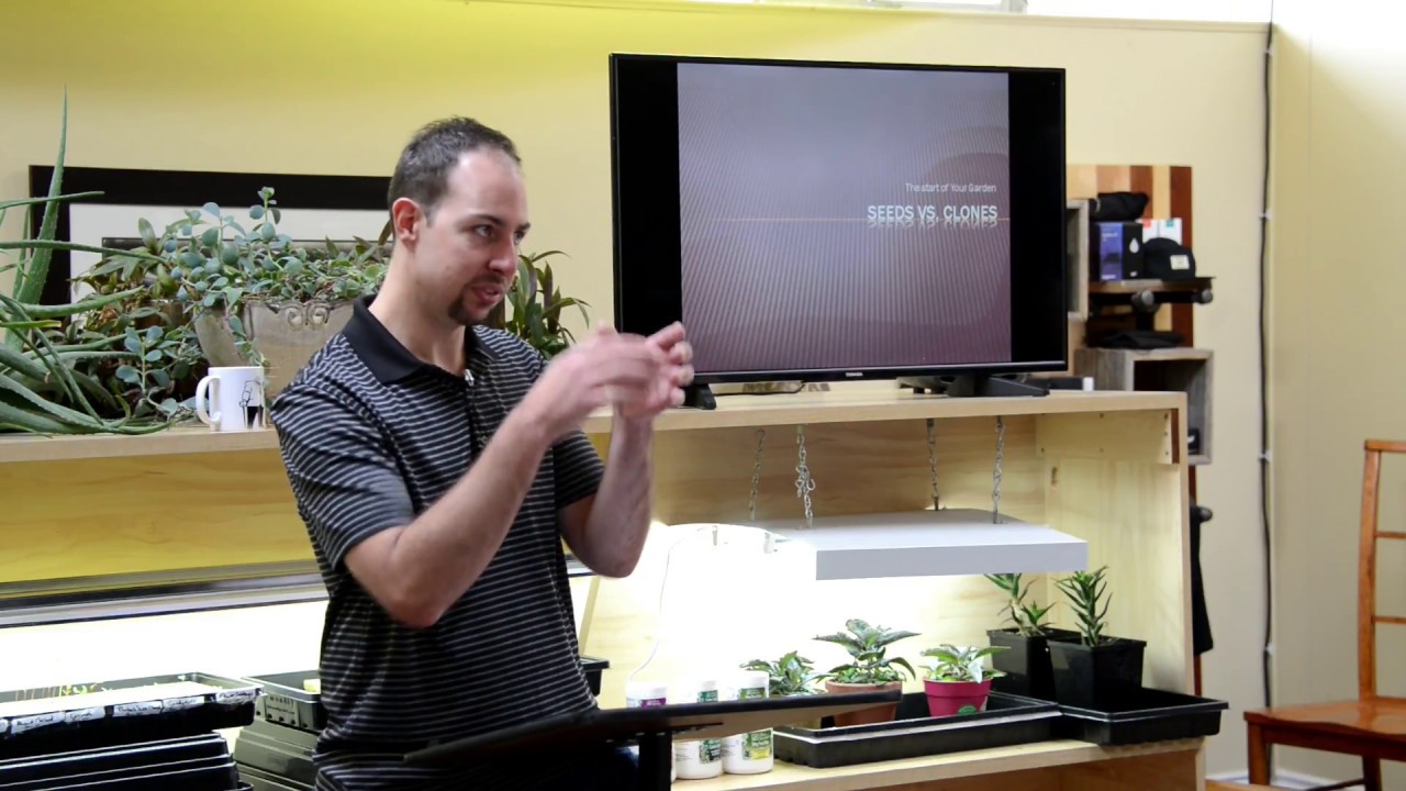 Regular vs Feminized Seeds