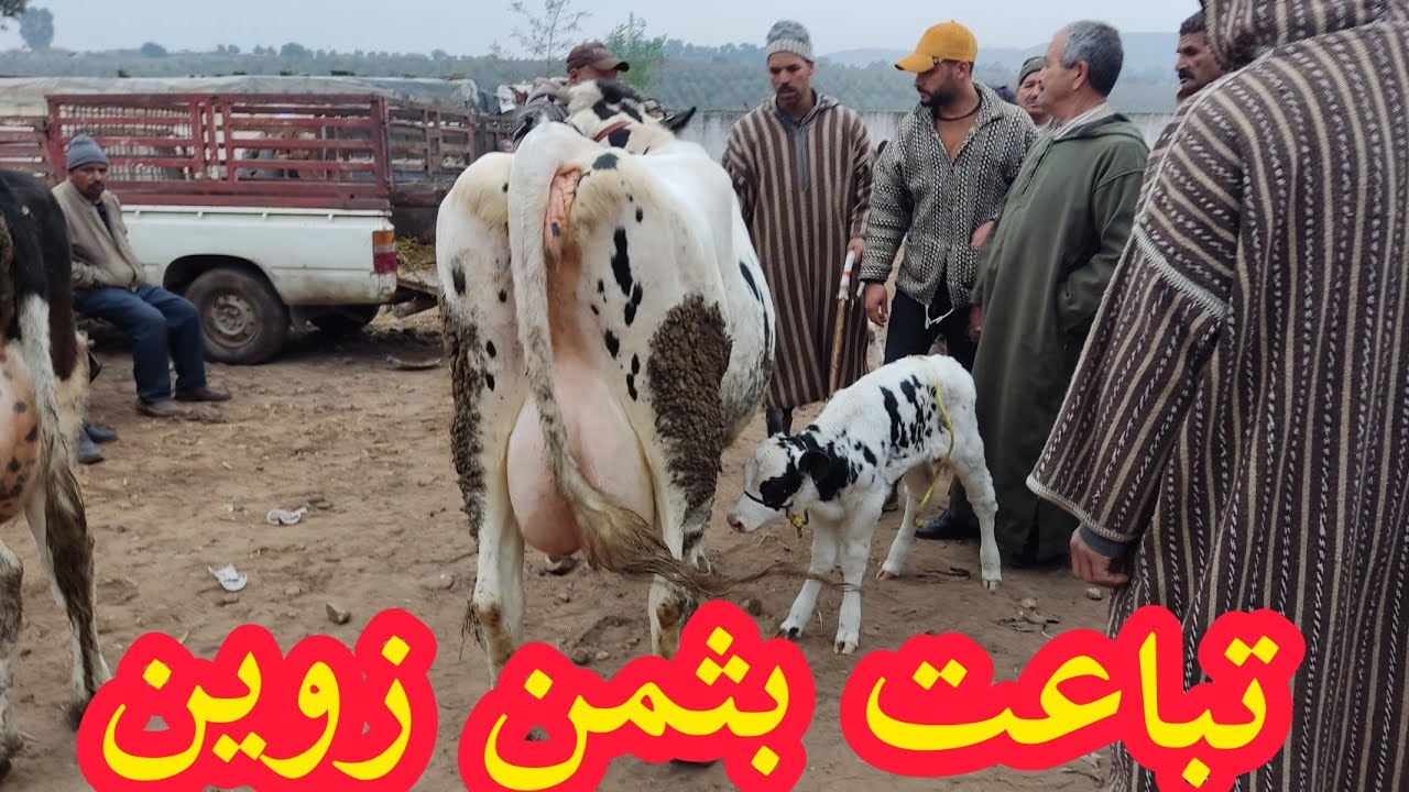 البقرة الوالدة والضارة في سوق الخميس سلا السهول مع اثمنة وأرقام هواتف الكسابة فرجة ممتعة