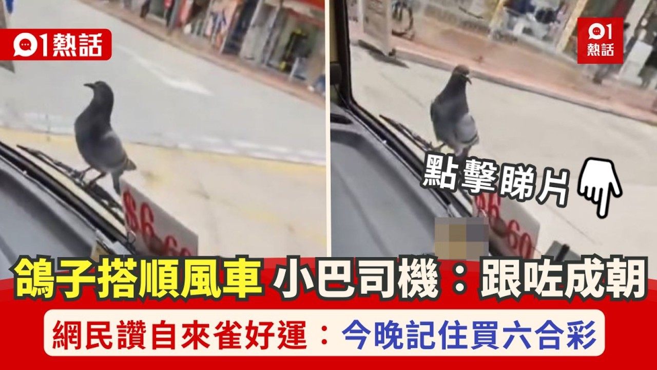 【01熱話】鴿子站小巴水撥搭「順風車」　司機：跟咗成朝　網民：代表好運！｜01熱話｜小巴｜鴿子