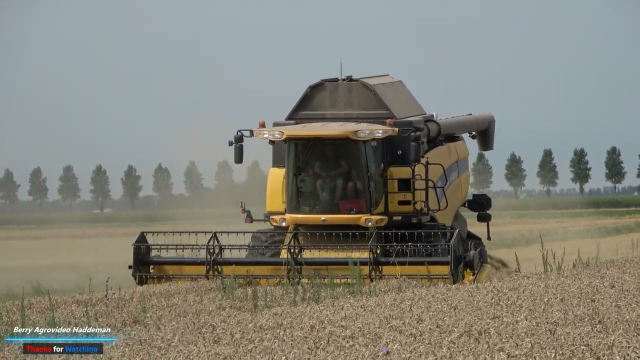 Graanoogst - Wheat harvest | Tarwe dorsen - New Holland CX8060 - Oogsten in de Flevopolder 2022