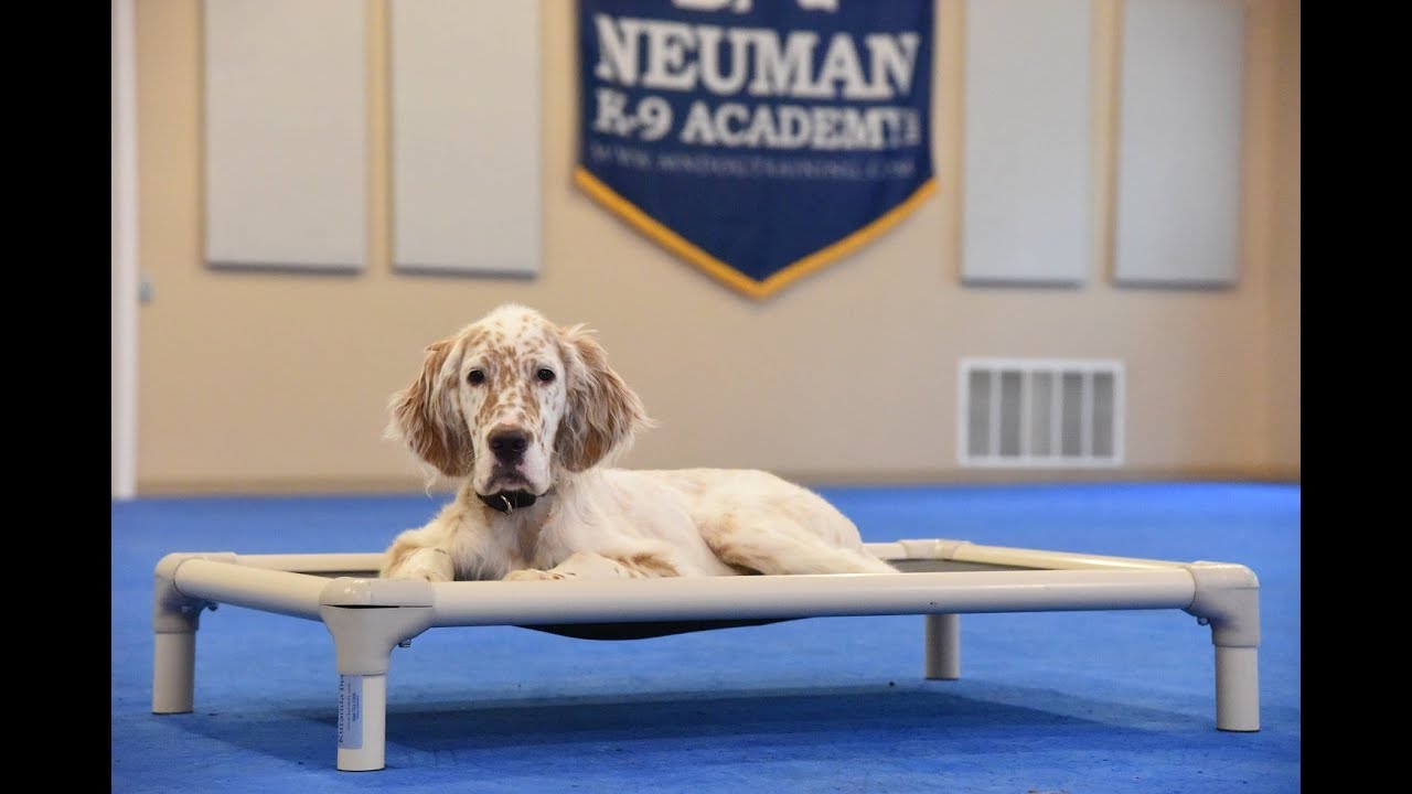 Hobbes (English Setter) Puppy Camp Dog Training Video Demonstration