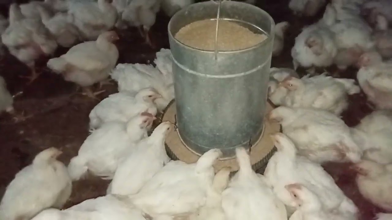 #دور الإضاءة ونظام التظليم في رفع إنتاجية الدجاج الرومي 🐔🐔🐔✅↗️💯💯💯