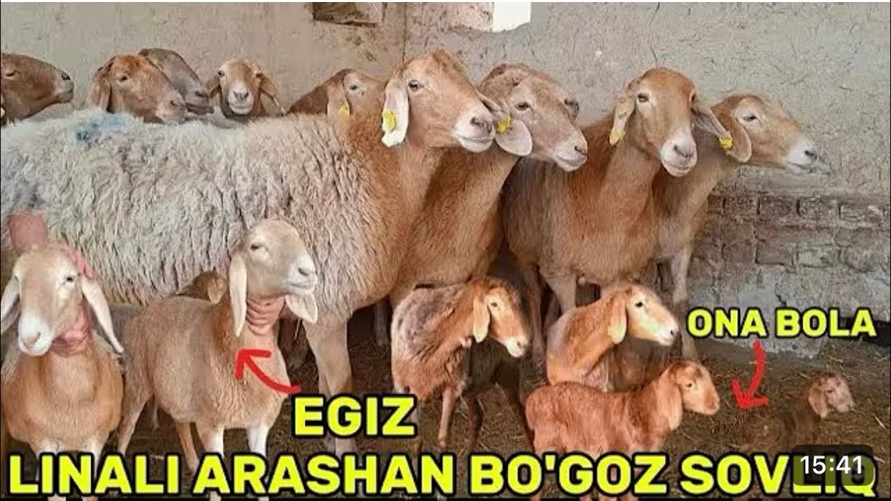 Muxammadqodir akamiz qoralarida 4 partita Arashan bõğoz ona bola arashalar arzon narxlard