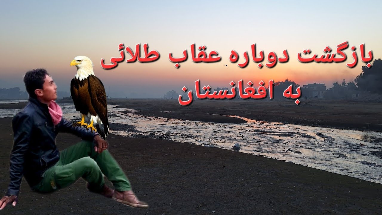 @گزارش محمد ربیع غفوری@بازگشت پرنده باشکوه سلطان بی رقیب در هوا عقاب طلائی 