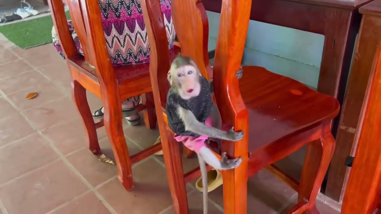 Nazztii monkey koy run a round from mom calling her to work