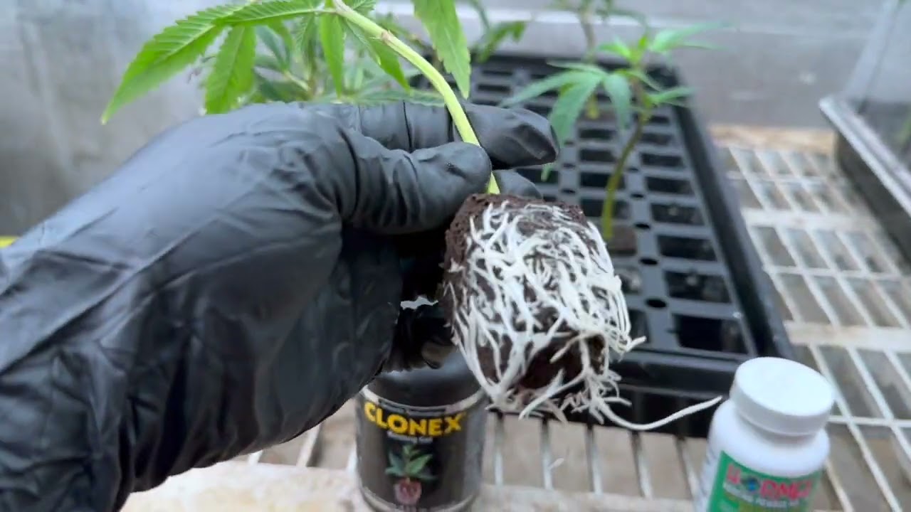 Cloning Agent Challenge: Clonex Rooting Gel VS Hormex Rooting Powder