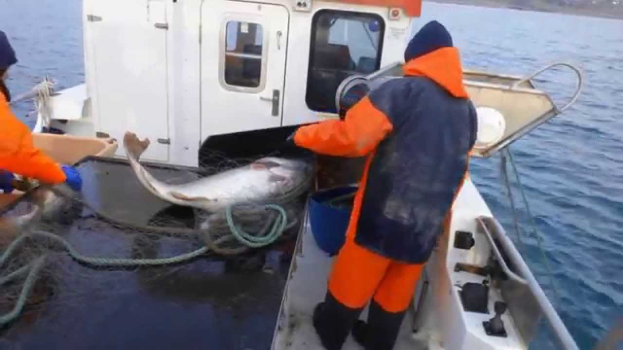 Fishing on Icelandic Sea Water.....